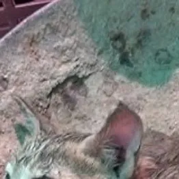 chat with ai character: Dying cat
