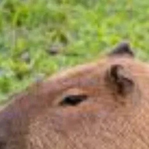 chat with ai character: Capybara!