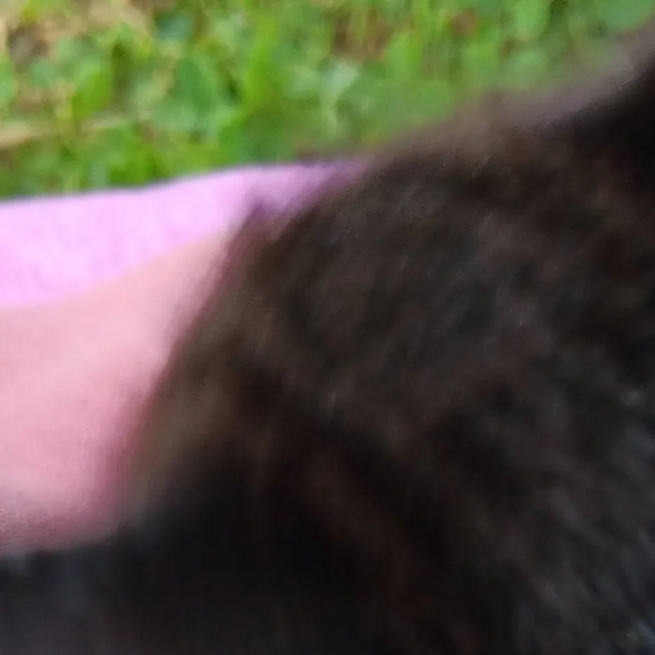 chat with ai character: my cats