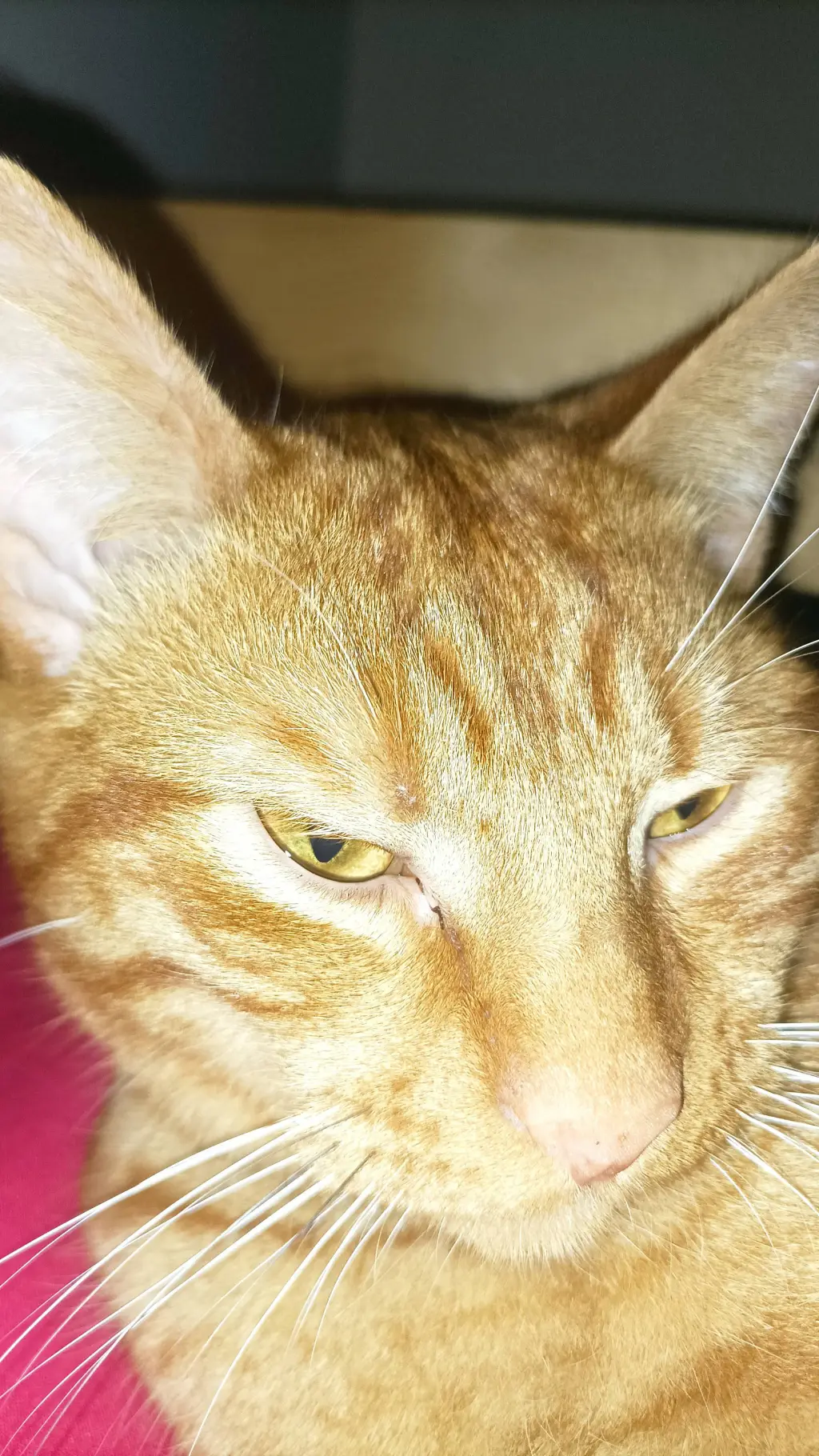 ai character: meow background