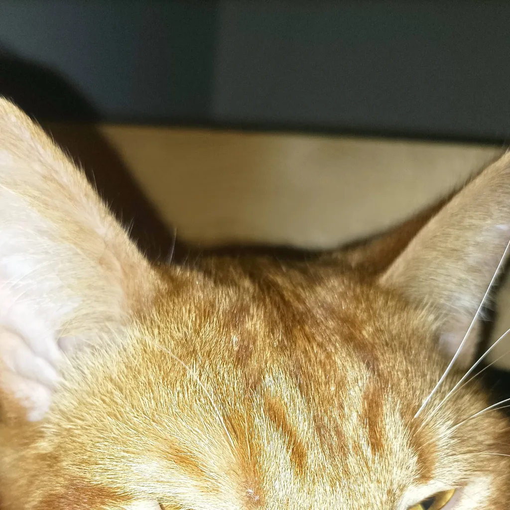 chat with ai character: meow