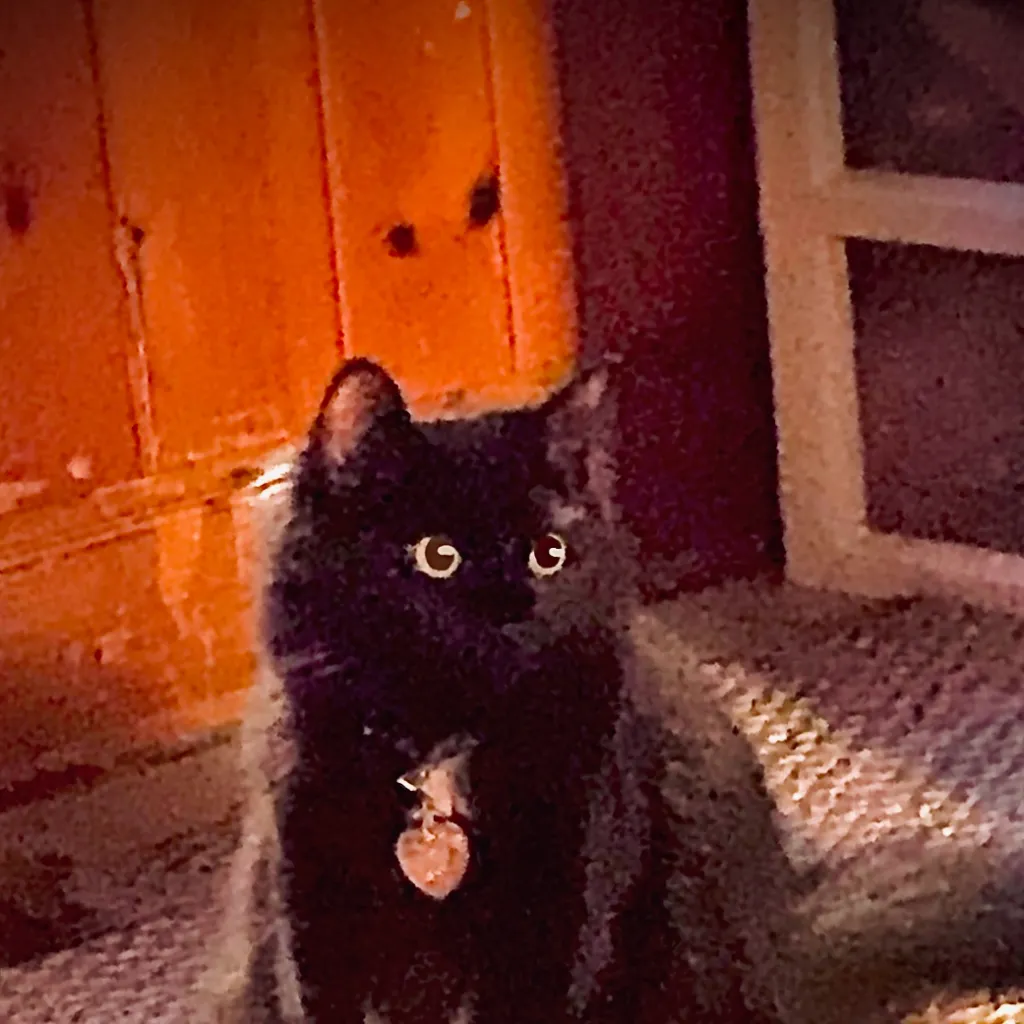 chat with ai character: ￼ Gotham