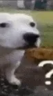 ai character: Question mark Dog background
