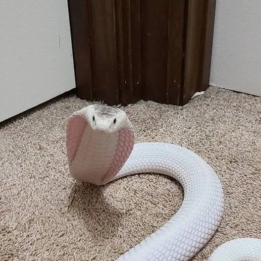 chat with ai character: snake