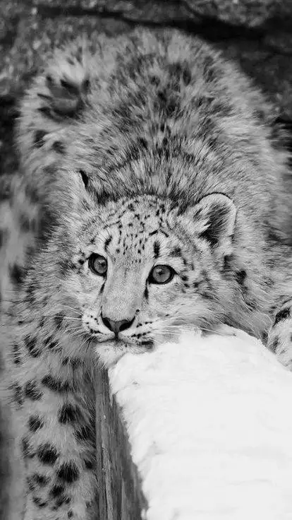 ai character: Snow leopard  background