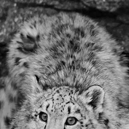 chat with ai character: Snow leopard 