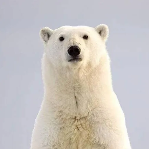 chat with ai character: Polar bear 