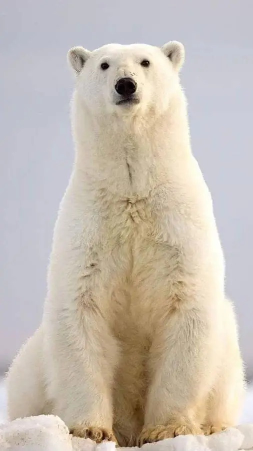 ai character: Polar bear  background