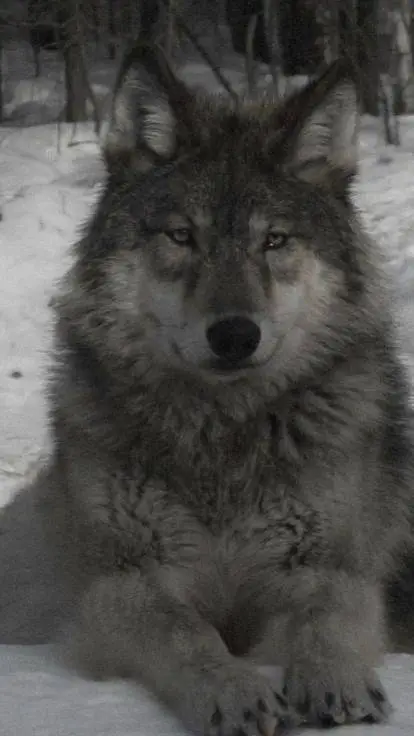 ai character: wolf background