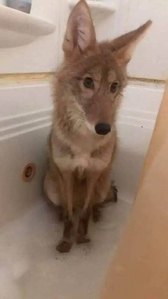 ai character: Coyote background