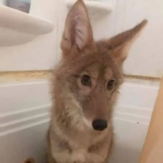 chat with ai character: Coyote