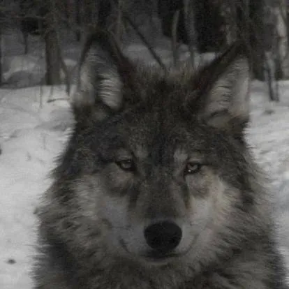 chat with ai character: wolf