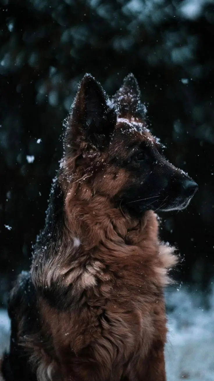ai character: German Shepherd  background