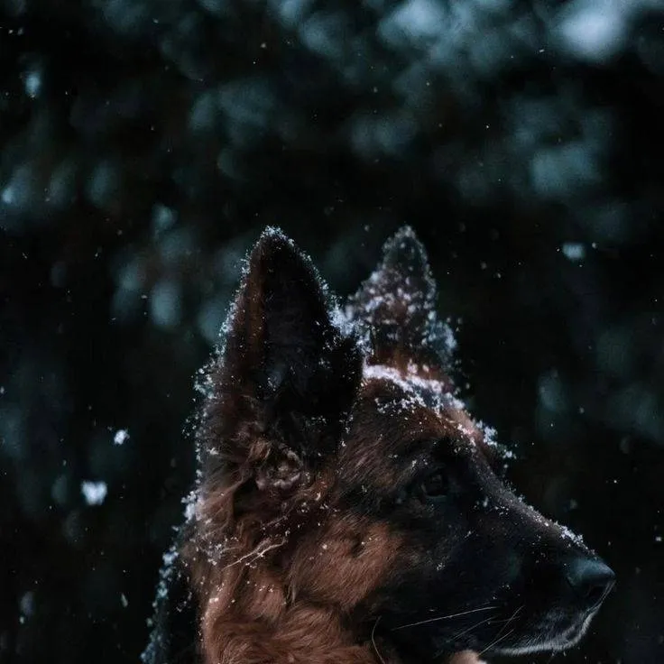 chat with ai character: German Shepherd 