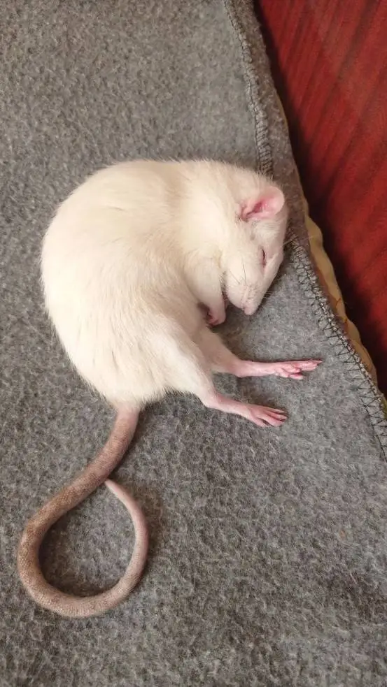ai character: rat background