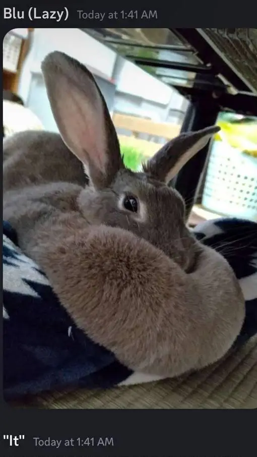 ai character: bunnie  background