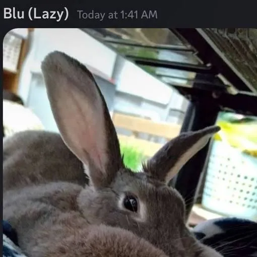 chat with ai character: bunnie 