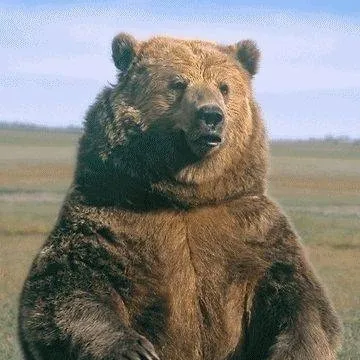 chat with ai character: bear