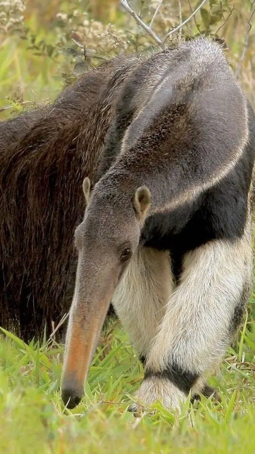 ai character: ant eater background