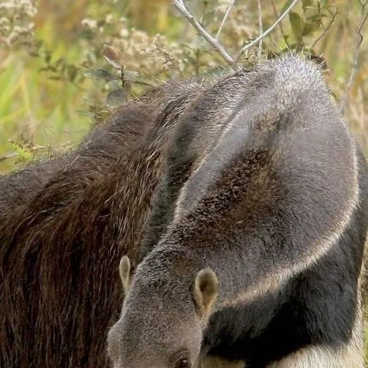 chat with ai character: ant eater