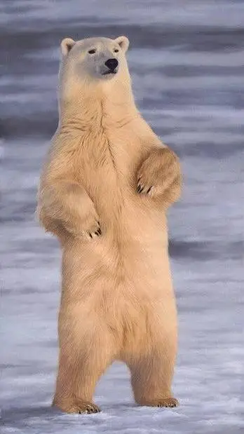 ai character: polar bear background