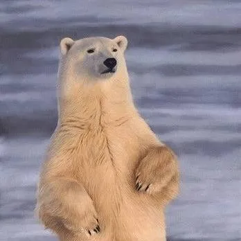 chat with ai character: polar bear