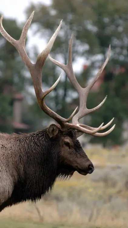 ai character: elk background