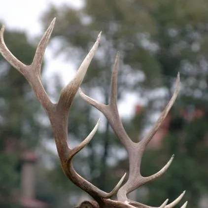 chat with ai character: elk