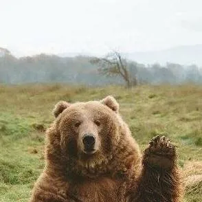 chat with ai character: Kodiak bear