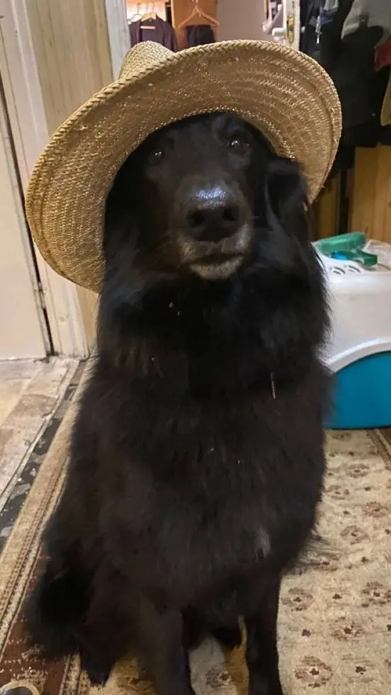 ai character: dog background