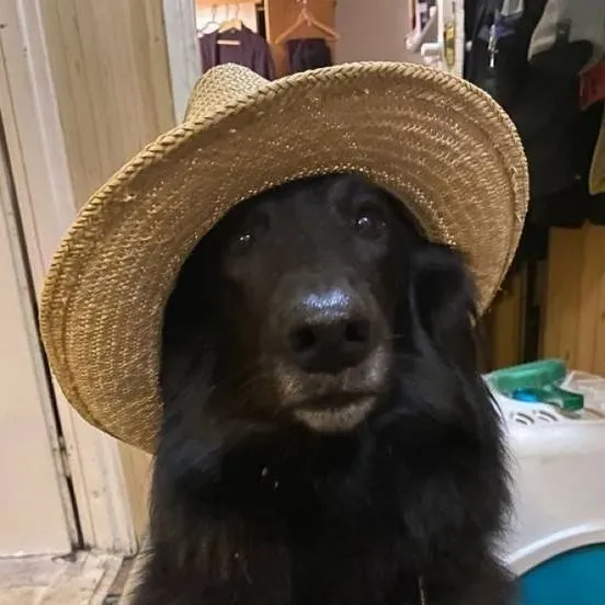 chat with ai character: dog