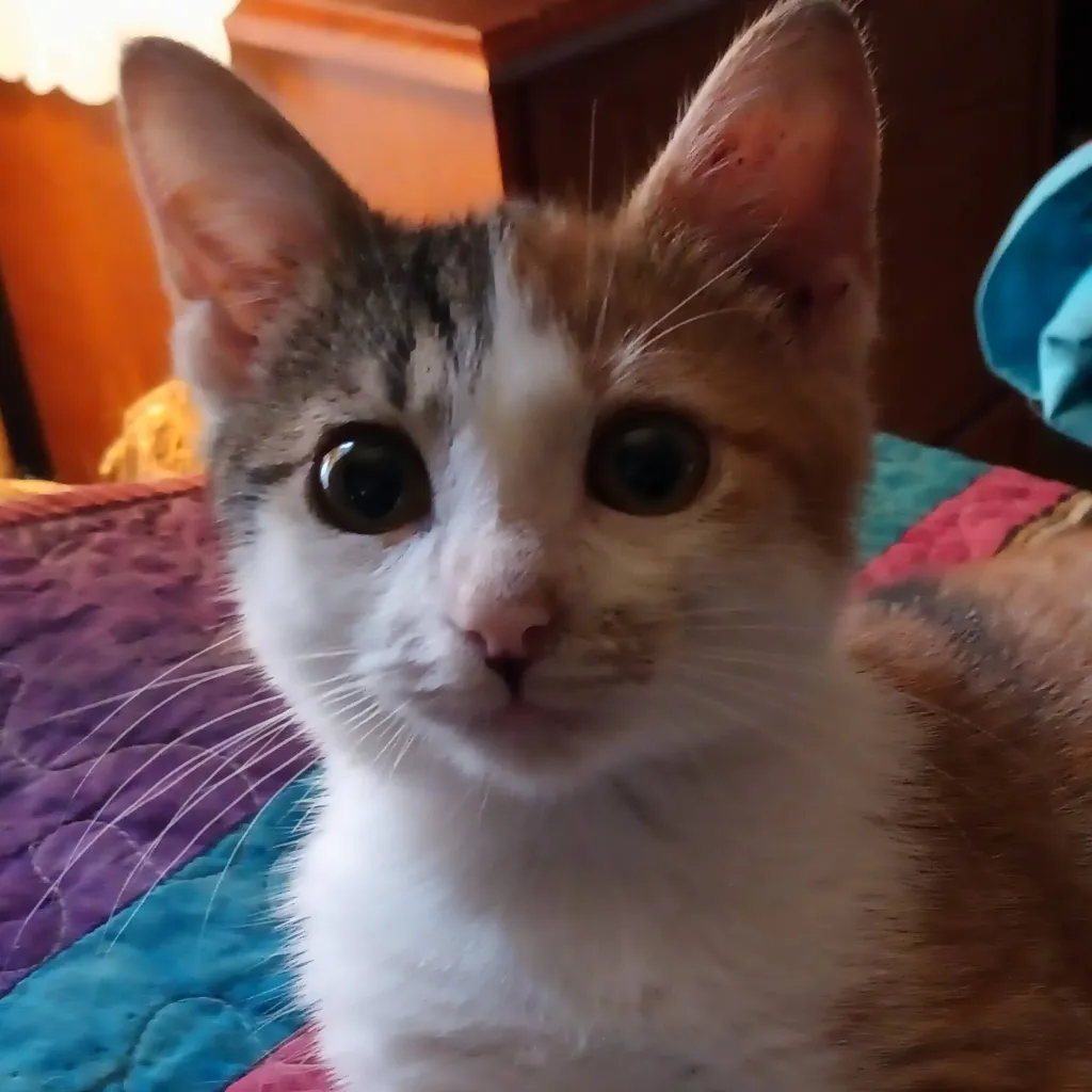 chat with ai character: my cat