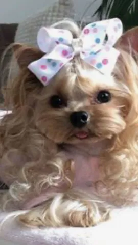 ai character: puppie alexis background