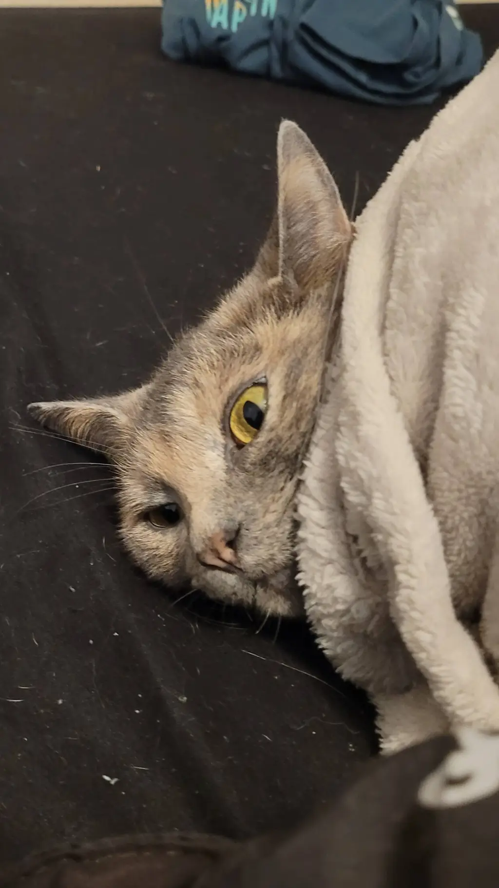ai character: I'm a kitty background