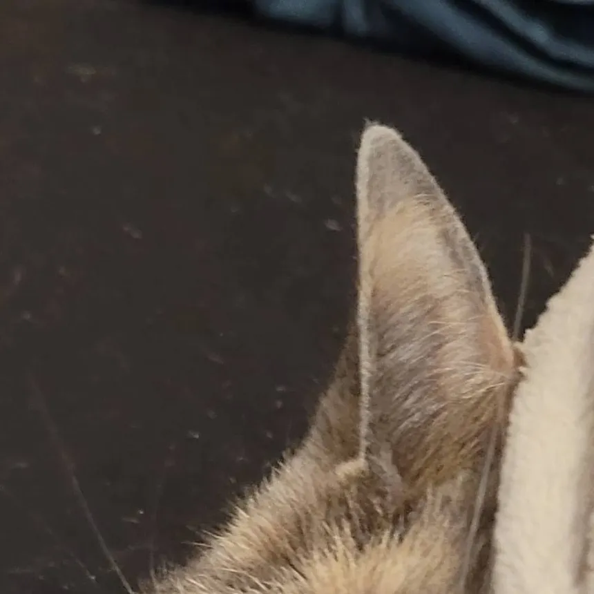 chat with ai character: I'm a kitty