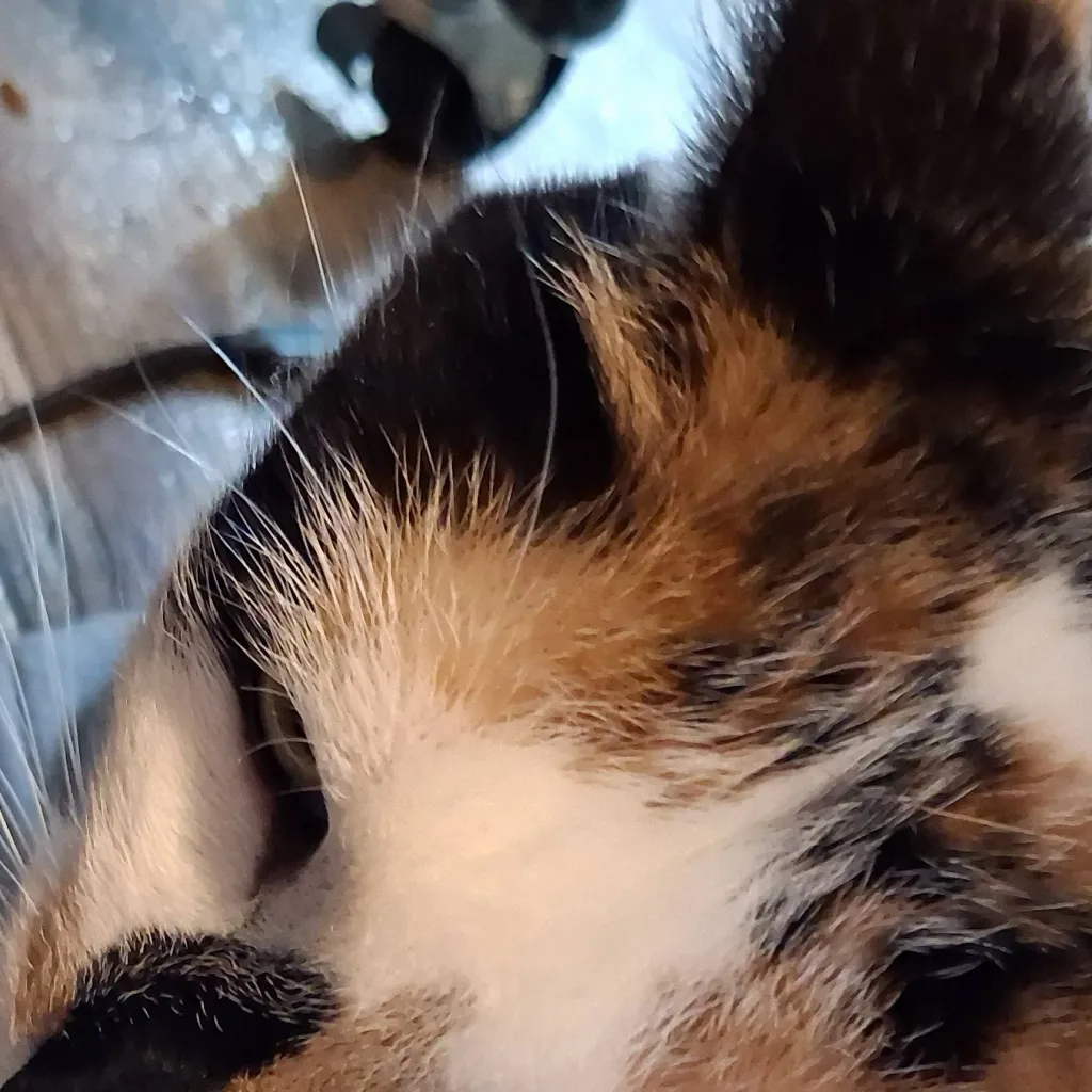 chat with ai character: kitty 😺 🐱 