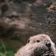 chat with ai character: Baby Beaver