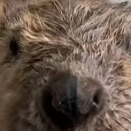 chat with ai character: Baby beaver II