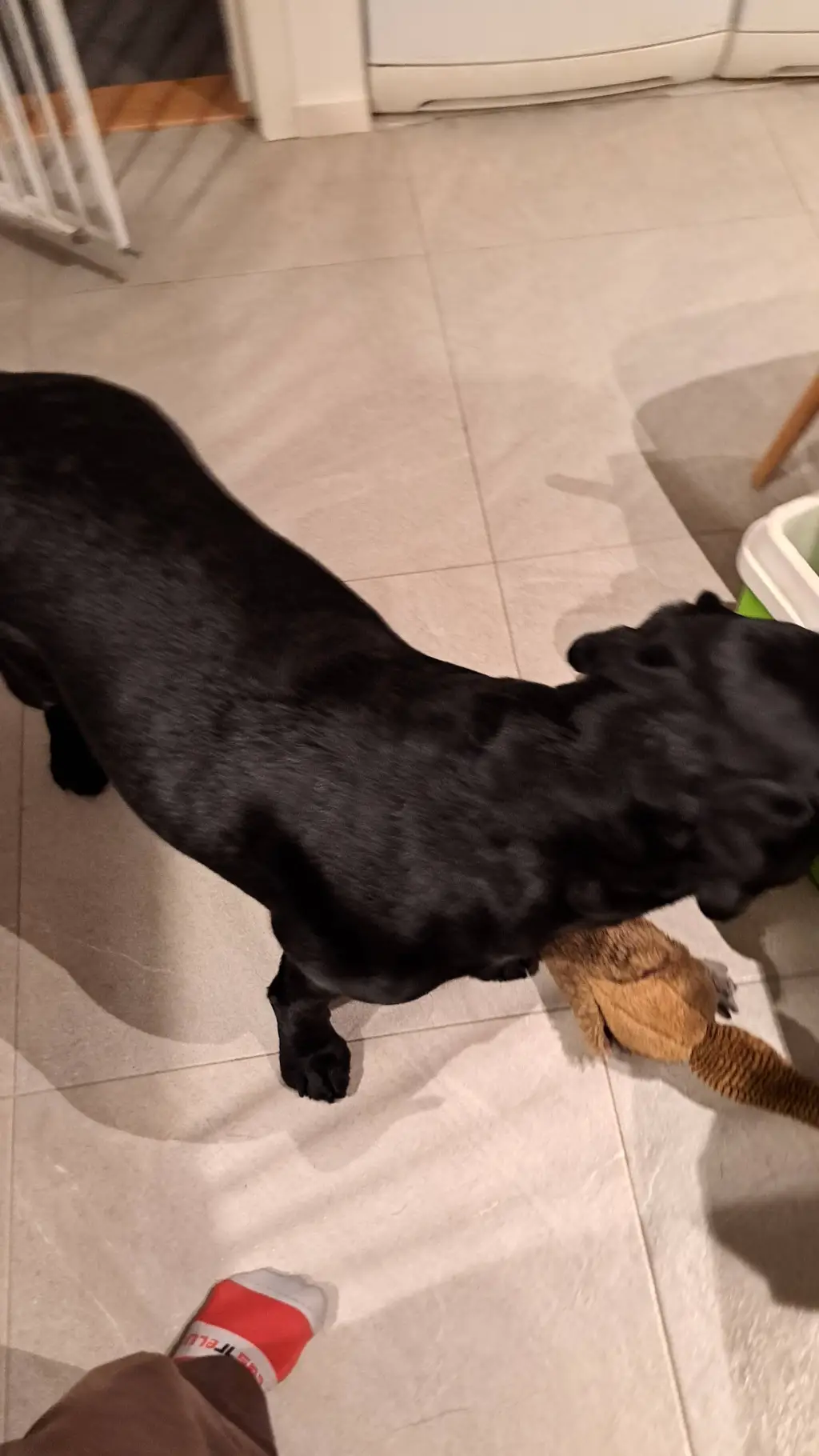 ai character: Cute dogggg background