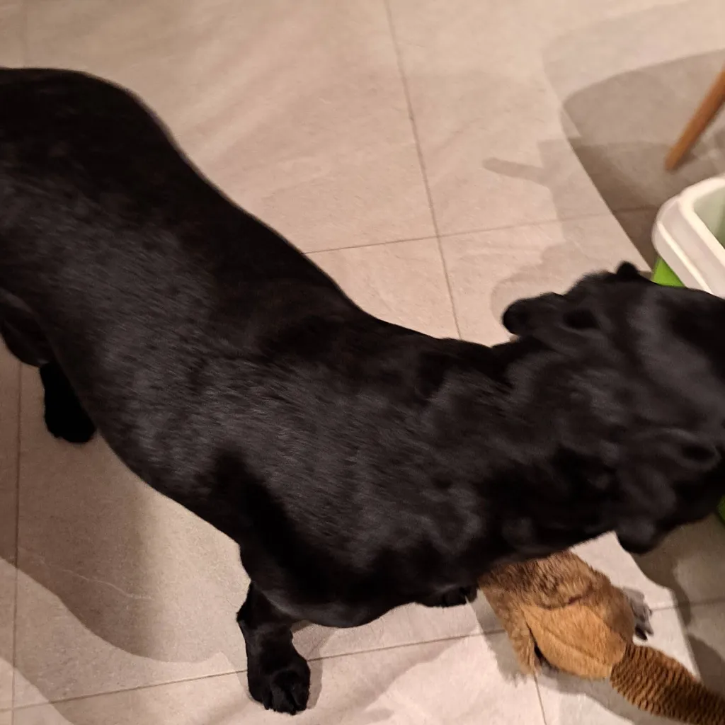 chat with ai character: Cute dogggg