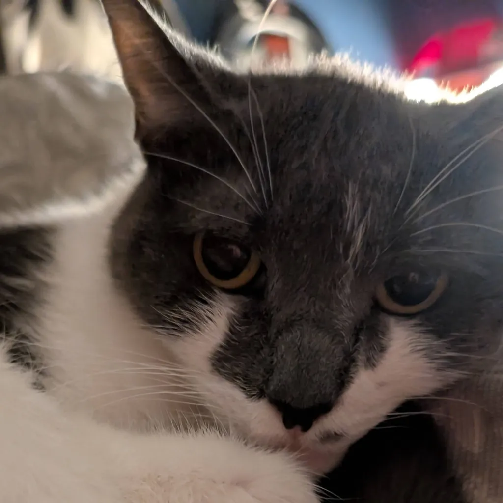 chat with ai character: lilly (my cat)