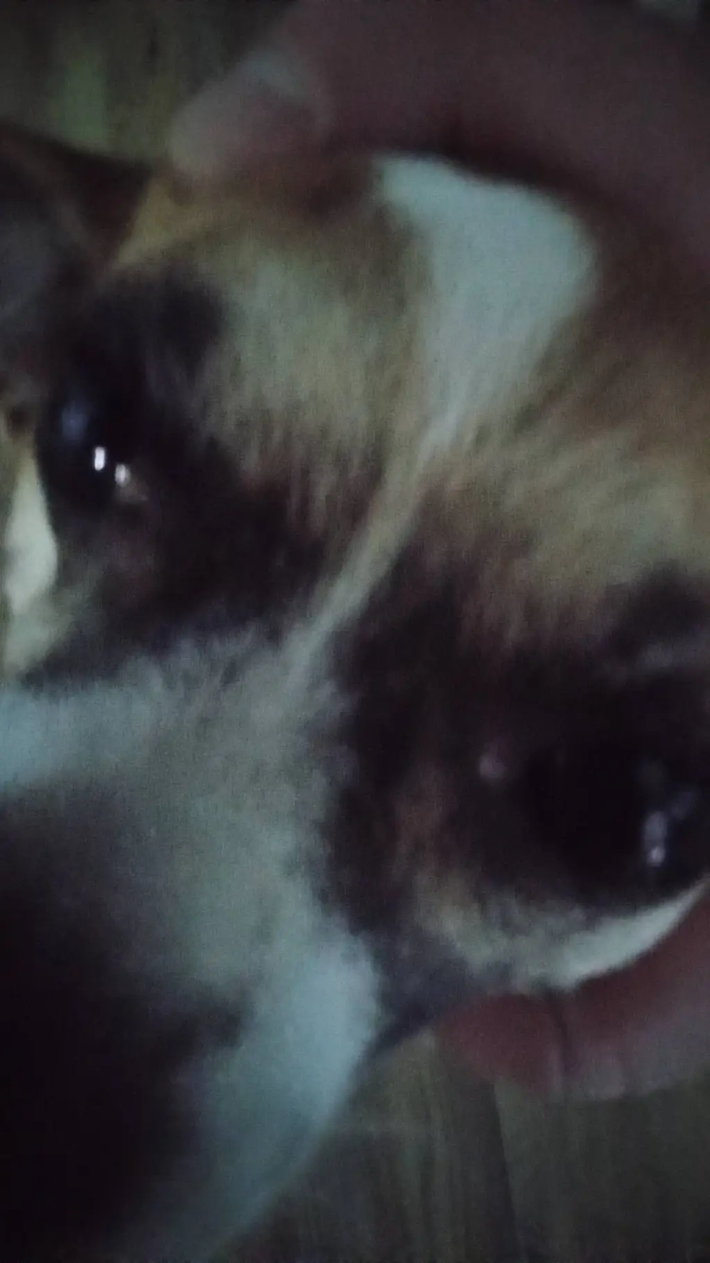ai character: my dog tonto background