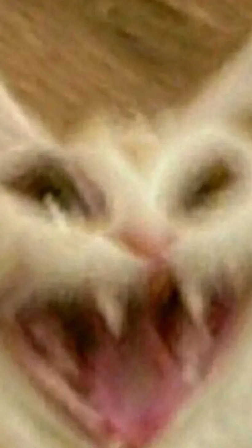 ai character: Gatito background