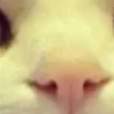 chat with ai character: Cat