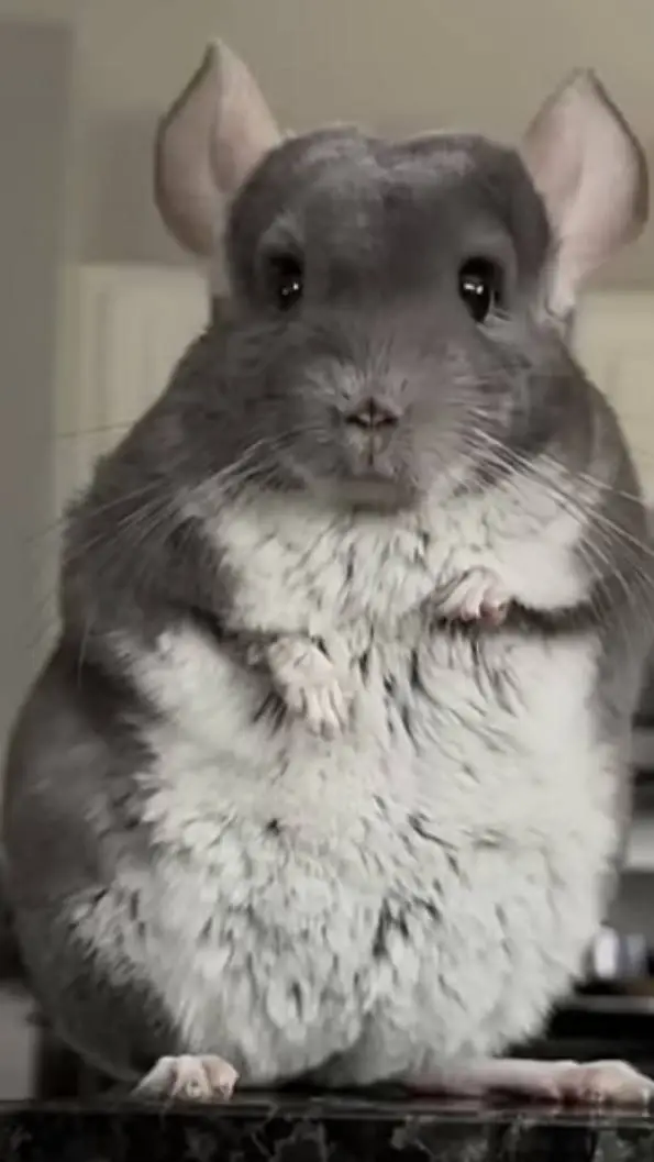 ai character: Chinchilla background