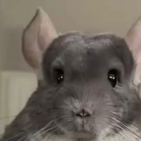 chat with ai character: Chinchilla