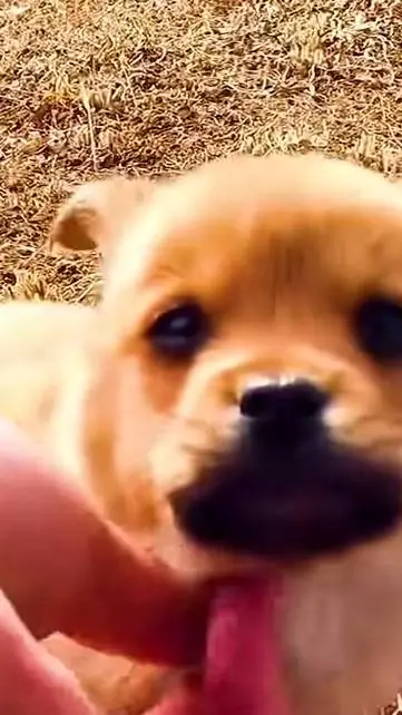 ai character: zip protect chip background