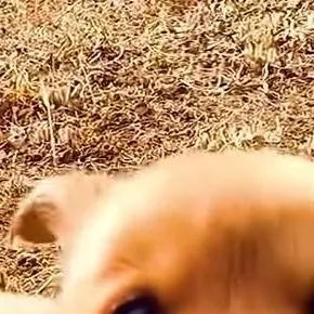 chat with ai character: zip protect chip