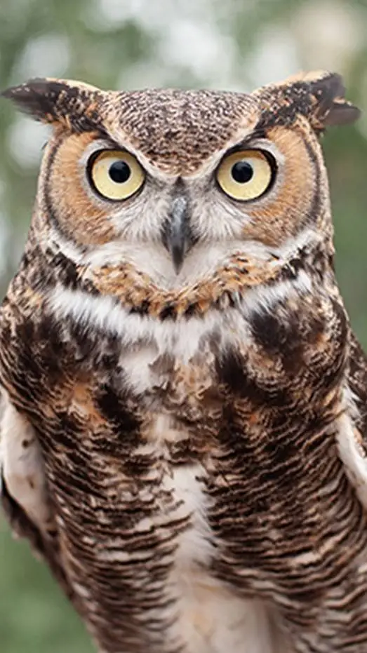 ai character: Hunters background