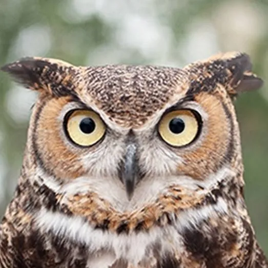 chat with ai character: Hunters